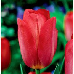 Benex Cebulki Tulipan Triumph Van Eijk Czerwono-różowy