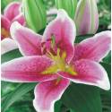 Benex Cebulki Lilia orientalna Crystal Star Pachnąca Różowo-biała