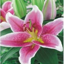 Benex Cebulki Lilia orientalna Crystal Star Pachnąca Różowo-biała