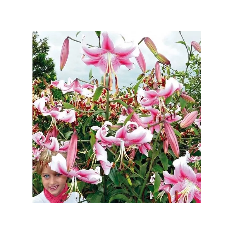 Benex Cebulki Lilia drzewiasta Anastasia Wysoka Biało-różowa