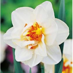 Benex Cebulki Narcyz Flower Drift Biało-pomarańczowy