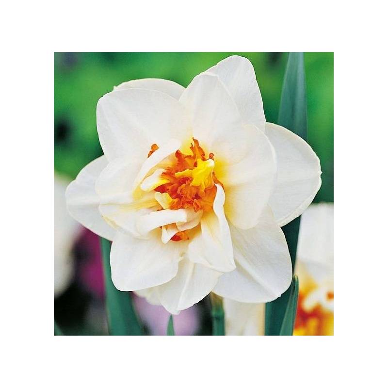 Benex Cebulki Narcyz Flower Drift Biało-pomarańczowy