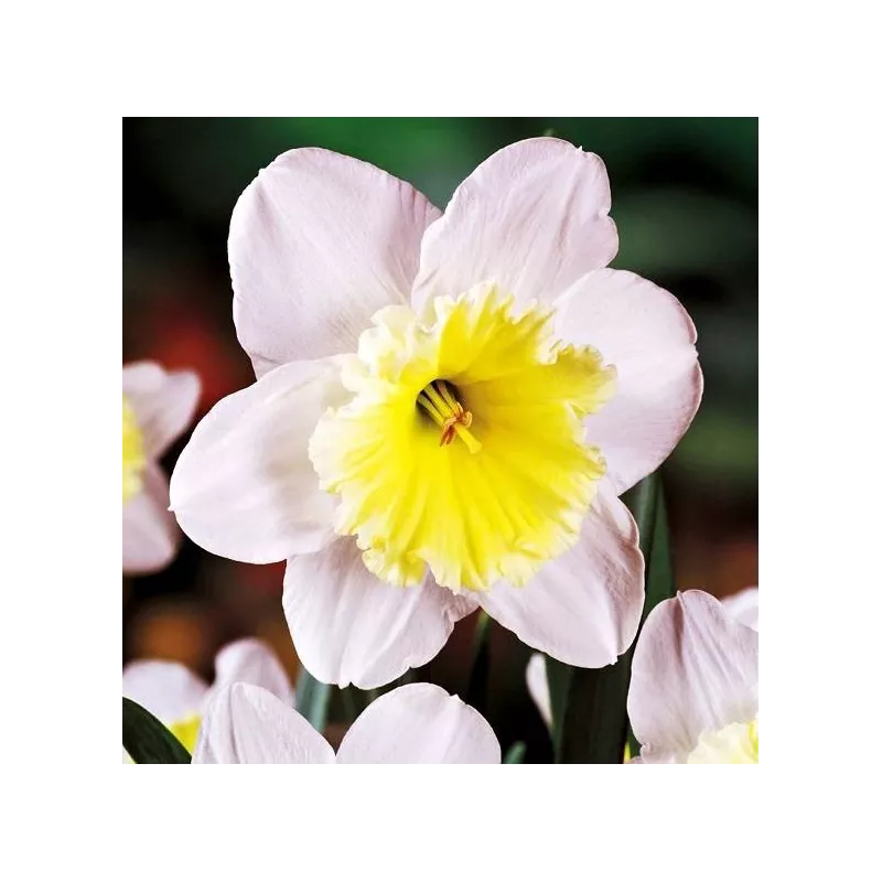 Benex Cebulki Narcyz Wielkoprzykoronowy Ice Follies