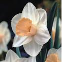 Benex Cebulki Narcyz Trąbkowy Salome Pomarańczowo-biały