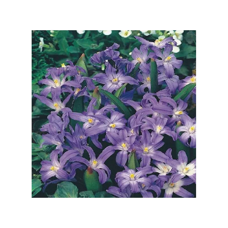 Benex Cebulki Śnieżnik Chionodoxa Niebieski