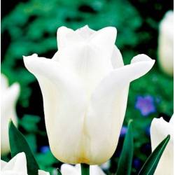 Benex Cebulki Tulipan Triumph Agrass White Biały