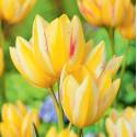 Benex Cebulki Tulipan Wielokwiatowy Antoinette Żółto-biały