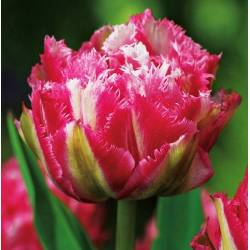 Benex Cebulki Tulipan Strzępiasty Crispion Sweet Różowy