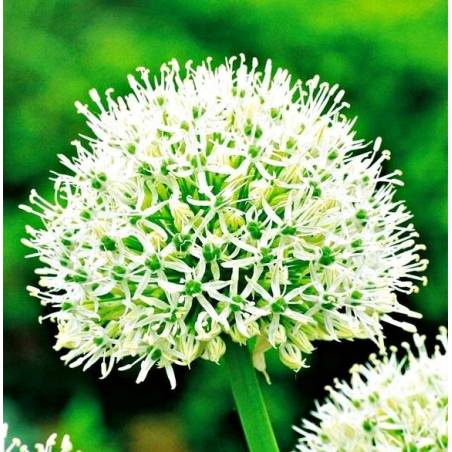 Benex Cebulki Czosnek Allium Mount Everest Ozdobny Biały