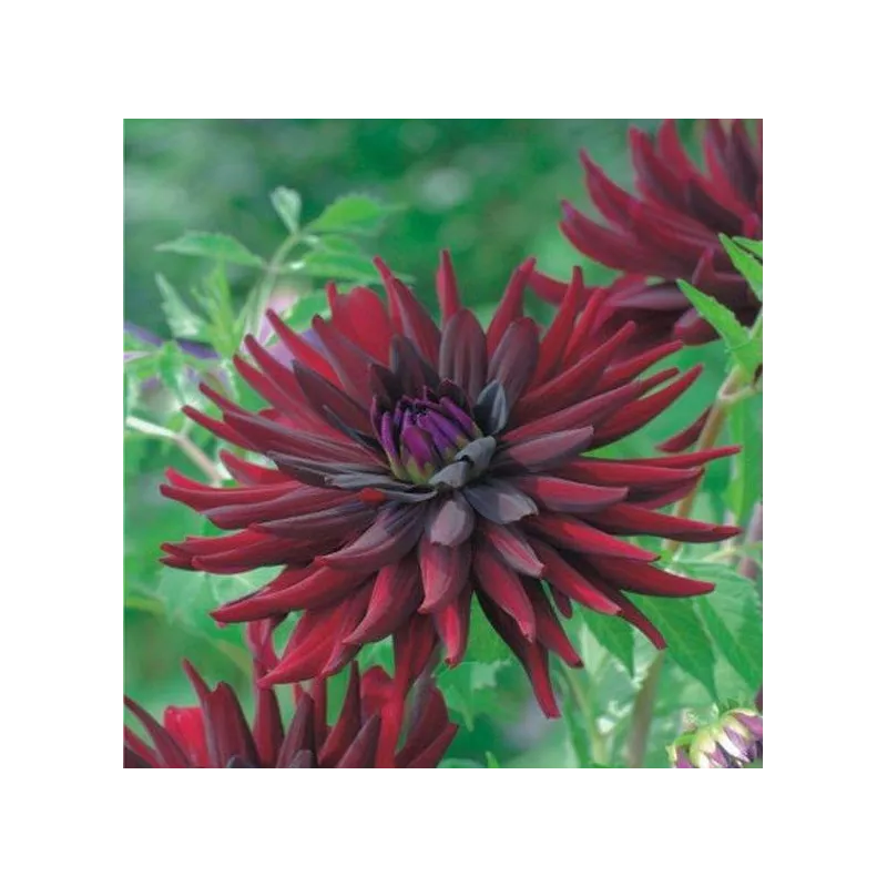 Benex Karpa Dalia Kaktusowa Chat Noir Bordowy