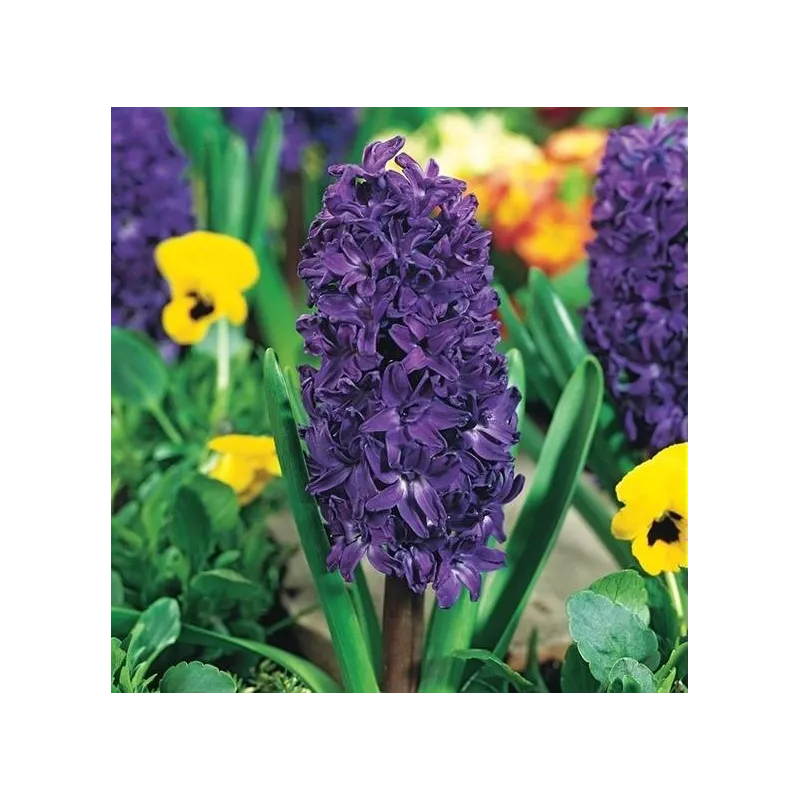 Benex Cebulki Hiacynt Purple Star Pachnący Ciemnoniebieski