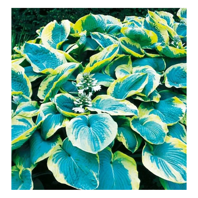 Benex Kłącze Hosta Funkia Francess Williams Zielono-żółta