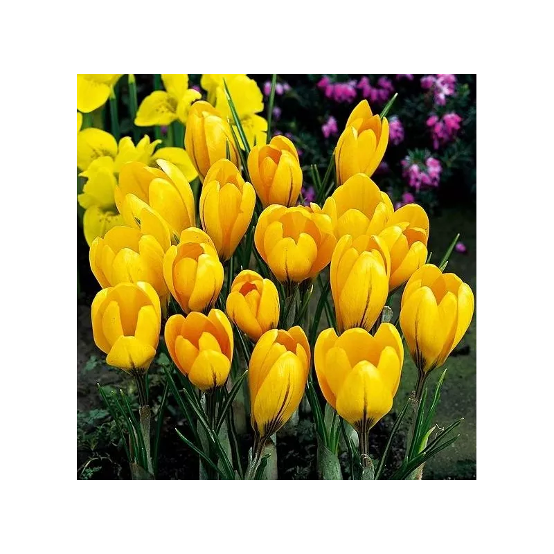 Benex Cebulki Krokus Wielkokwiatowy Golden Yellow Żółty