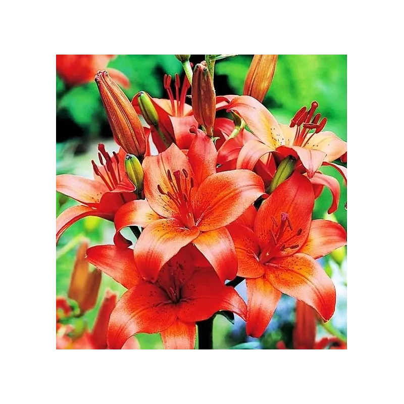 Benex Cebulki Lilia azjatycka Orange Pomarańczowa