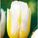 Benex Cebulki Tulipan Triumph Flaming Coquette Dwukolorowy