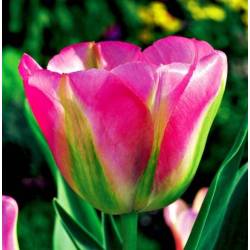Benex Cebulki Tulipan Viridiflora Groenland Zielono-różowy