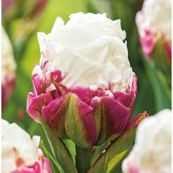 Benex Cebulki Tulipan Lodowy Ice Cream Biało-różowy