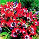 Benex Cebulki Tulipan Botaniczny Little Beauty Czerwono-Fioletowy