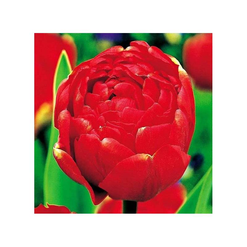Benex Cebulki Tulipan Pełny Miranda Czerwony