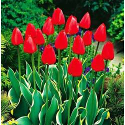 Benex Cebulki Tulipan Paradise Mountain Czerwony Kolorowy liść