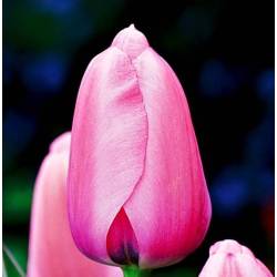 Benex Cebulki Tulipan Darwina Pink Impression Różowy