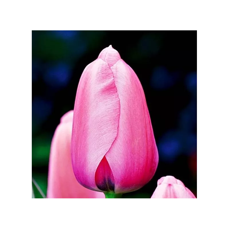 Benex Cebulki Tulipan Darwina Pink Impression Różowy