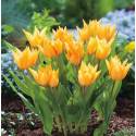 Benex Cebulki Tulipan Botaniczny Praestans Shogun Pomarańczowy