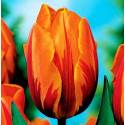 Benex Cebulki Tulipan Triumph Prinses Margiet Dwukolorowy