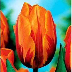 Benex Cebulki Tulipan Triumph Prinses Margiet Dwukolorowy