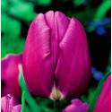 Benex Cebulki Tulipan Triumph Purple Flag Fioletowy