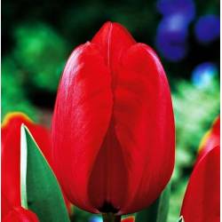 Benex Cebulki Tulipan Darwina Red Impression Czerwony