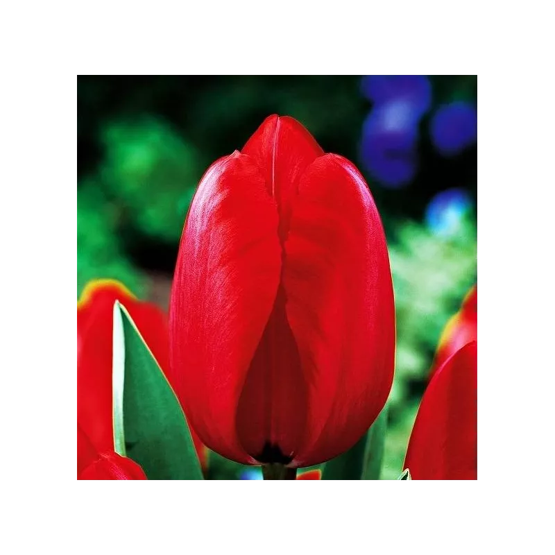 Benex Cebulki Tulipan Darwina Red Impression Czerwony