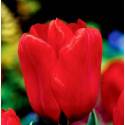 Benex Cebulki Tulipan Triumph Seadov Czerwony