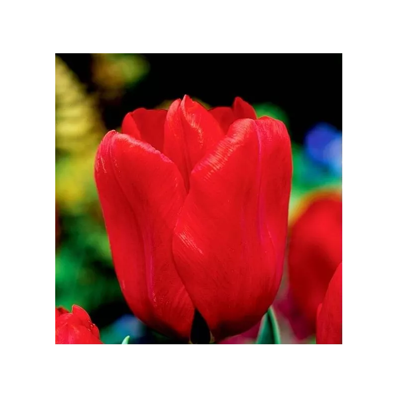 Benex Cebulki Tulipan Triumph Seadov Czerwony