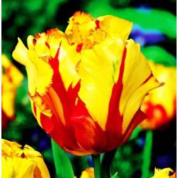 Benex Cebulki Tulipan Papuzi Texas Flame Czerwono-żółty
