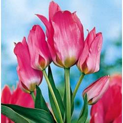 Benex Cebulki Tulipan Wielokwiatowy Toronto Różowy