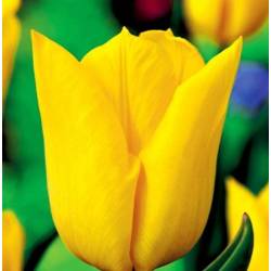 Benex Cebulki Tulipan Triumph Yokohama Żółty