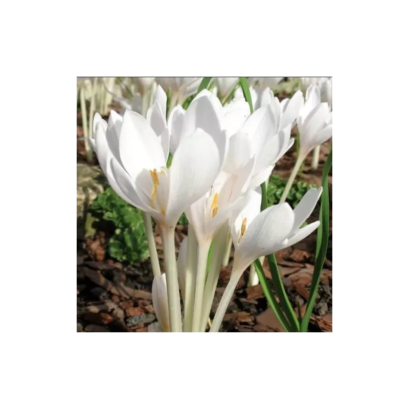 Benex Cebulki Zimowit Colchicum Autumnale Album Biały
