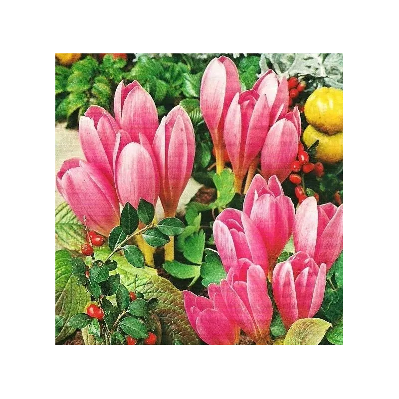 Benex Cebulki Zimowit Colchicum Lilac Wonder Różowy
