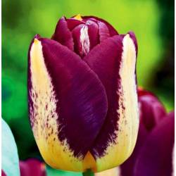 Benex Cebulki Tulipan Triumph Boston Kolekcjonerski Dwubarwny