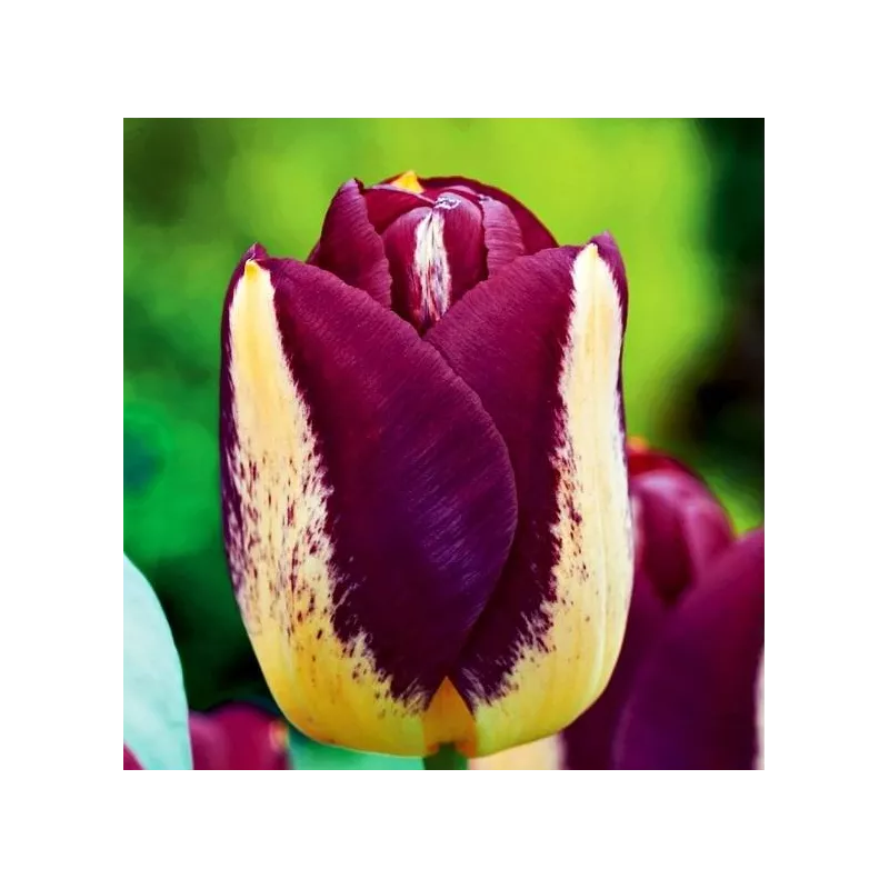 Benex Cebulki Tulipan Triumph Boston Kolekcjonerski Dwubarwny