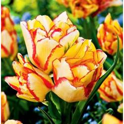 Benex Cebulki Tulipan Wielokwiatowy Aquilla Czerwono-żółty