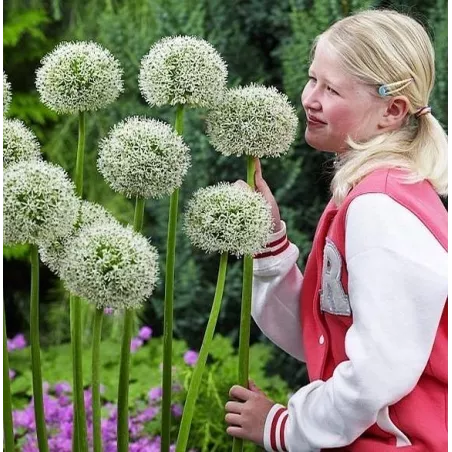 Benex Cebulki Czosnek Allium Mont Blanc Biały