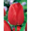 Benex Cebulki Tulipan Triumph Red Czerwony