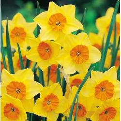 Benex Cebulki Narcyz Botaniczny Suzy Pomarańczowo-żółty
