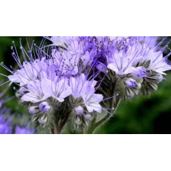 Toraf 0,5 kg Facelia błękitna Poplon Nasiona kwiatów Zielony nawóz Użyźnia