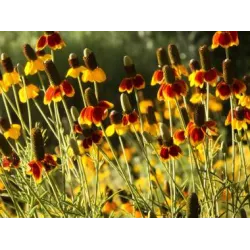 Toraf 0,5g Ratibida Mexican Hat Nasiona roślin wieloletnich Czerwono-żółta