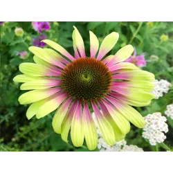 Toraf 0,3g Jeżówka Green Twister Nasiona Przyciąga motyle Wieloletnia Miododajna