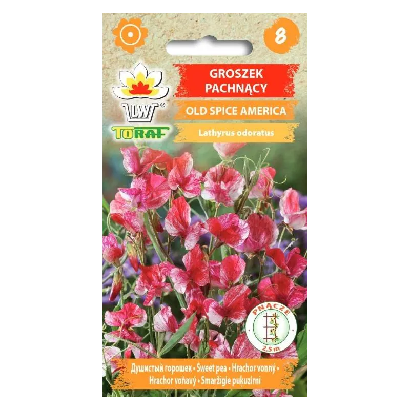 Toraf 1g Groszek Pachnący Old Spice America Nasiona kwiatów Pnący Długo kwitnie