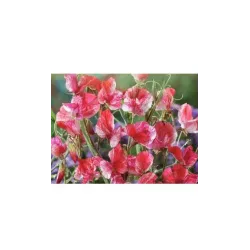 Toraf 1g Groszek Pachnący Old Spice America Nasiona kwiatów Pnący Długo kwitnie